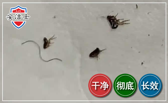 海口跳蚤防治-灭跳蚤