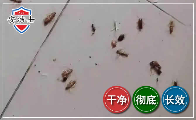海口蟑螂防治-灭蟑螂
