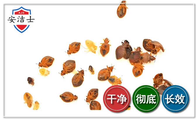 海口臭虫防治-消灭臭虫